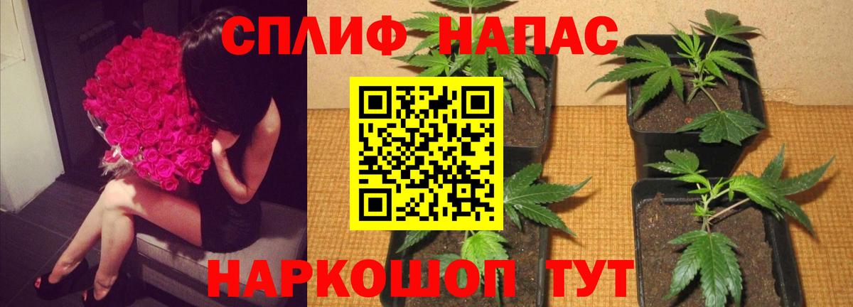 Каннабис ГИДРОПОН  Канабис сатива  Марихуана семена  Вход с VPN  МАРИХУАНА конопля  Магадан 